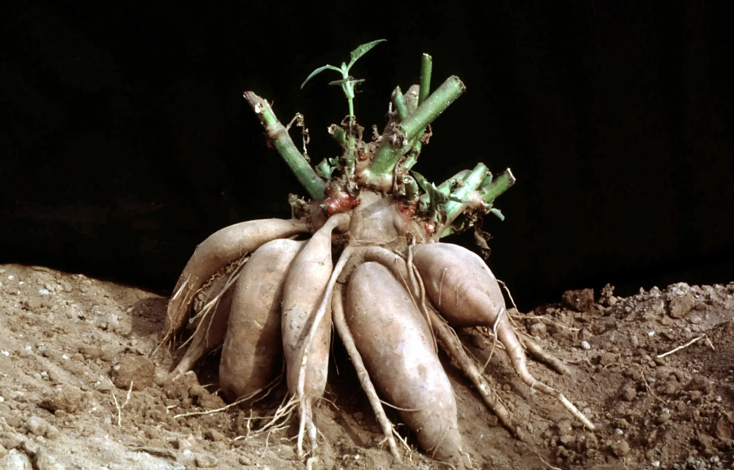 Георгин Оникс Найт