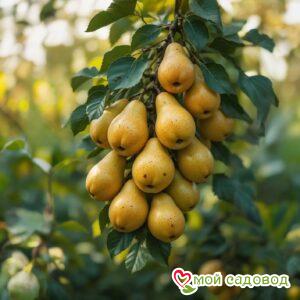 Груша Зурбаган